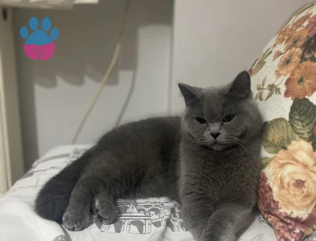 British Shorthair 2 Aylık Kedi Yuva Arıyor