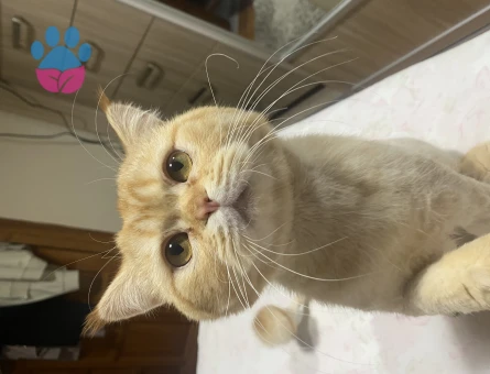 British Shorthair 2 Aylık Kedi Yuva Arıyor