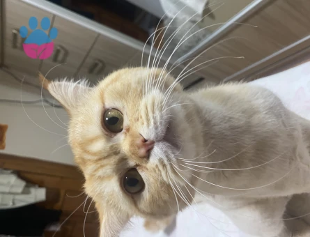 British Shorthair 2 Aylık Kedi Yuva Arıyor