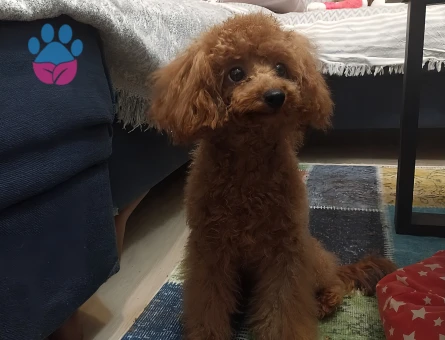 7 Aylık Dişi Red Brown Toy Poodle