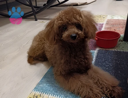 7 Aylık Dişi Red Brown Toy Poodle