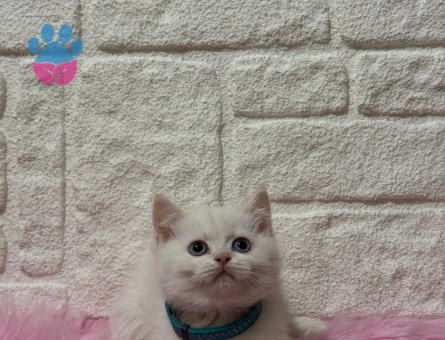 British Shorthair Beyaz Erkek 2 Aylık Yavru