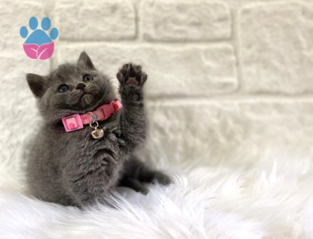 British Shorthair Gri Dişi İlk Aşıları Tam