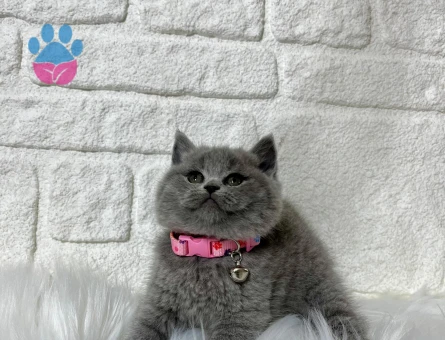 British Shorthair Gri Dişi İlk Aşıları Tam