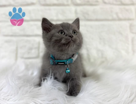 British Shorthair Gri Kehribar Gözlü Erkek Yavrumuz