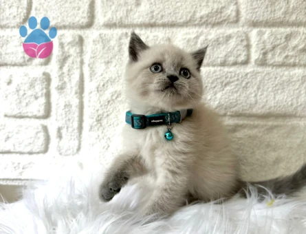 British Shorthair Blue Point Erkek Yavrumuz