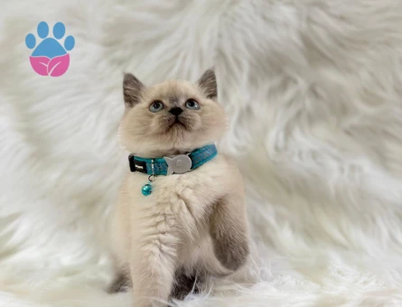 British Shorthair Blue Point Erkek Mavi Gözlü 2 Aylık Yavrumuz