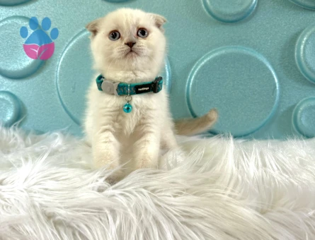 Scottish Fold Blue Point Oyuncu Erkek Yavrumuz