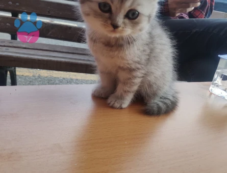 British shorthair yavrular
