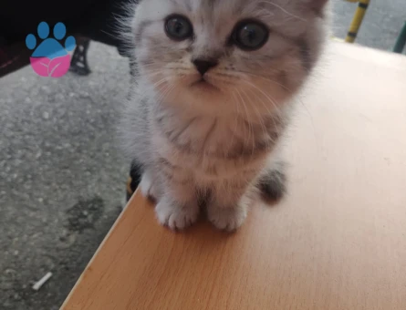 British shorthair yavrular