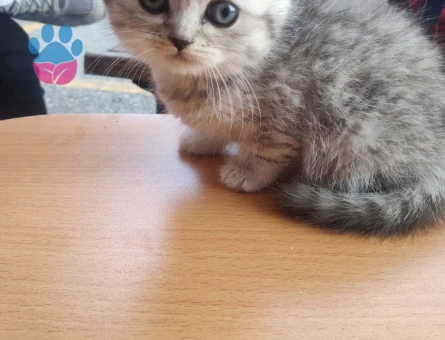 British shorthair yavrular