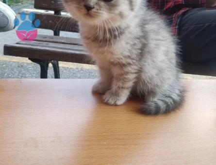 British shorthair yavrular