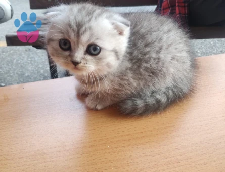 British shorthair yavrular