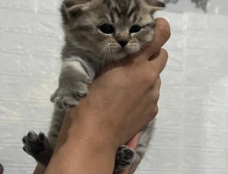 Scottish Fold/straight Silver Tabby Erkek Kedi Yavrusu