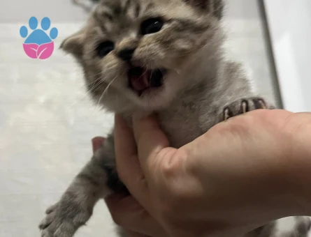 Scottish Fold/straight Silver Tabby Erkek Kedi Yavrusu