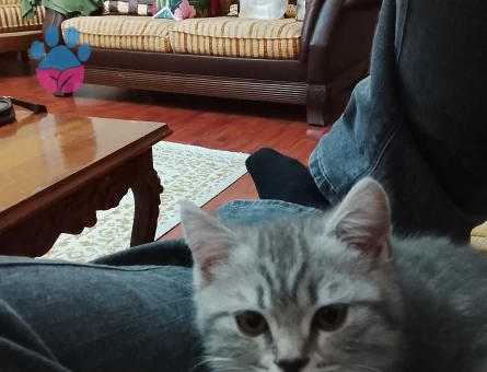 3 aylık biritish