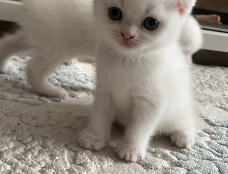 BRITISH SHORTHAIR 2 AYLIK KUM EĞİTİMLİ 4 TANE YAVRU (TEK TEK SAHİPLENDİRME DE YAPILIR) - 4339