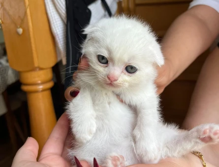 Yavru kedi ücretsiz sahiplendirilecek - 4340