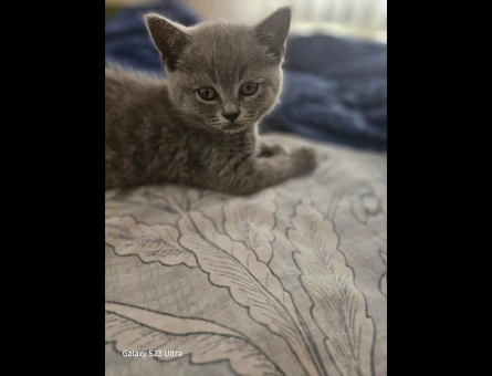 Safkan British yavru