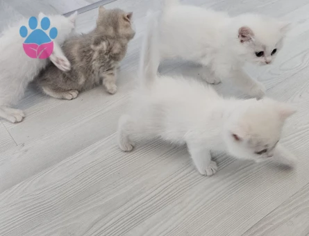 Çok Tatlı British Shorthair 1.5 - 2 Aylık Yavru Kediler