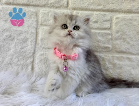 2 Aylık British Longhair Silver Point Dişi