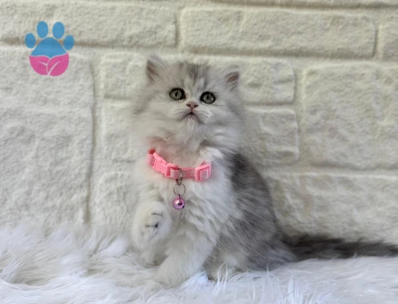 2 Aylık British Longhair Silver Point Dişi