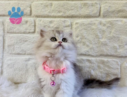 2 Aylık British Longhair Silver Point Dişi
