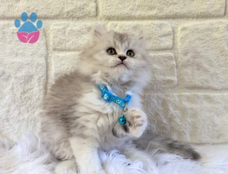 British Longhair Erkek 2 Aylık