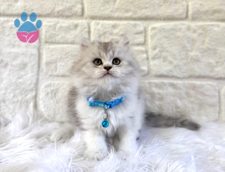 British Longhair Erkek 2 Aylık