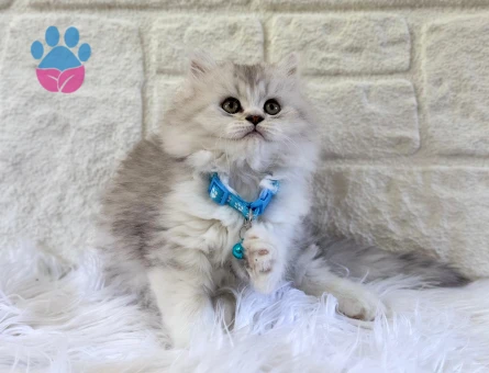 British Longhair Erkek 2 Aylık