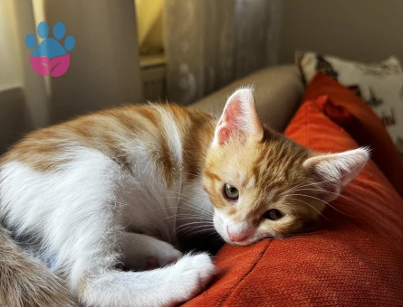 2.5 aylık minnoş bir bebek