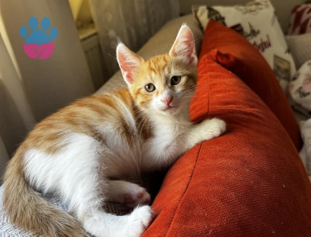 2.5 aylık minnoş bir bebek