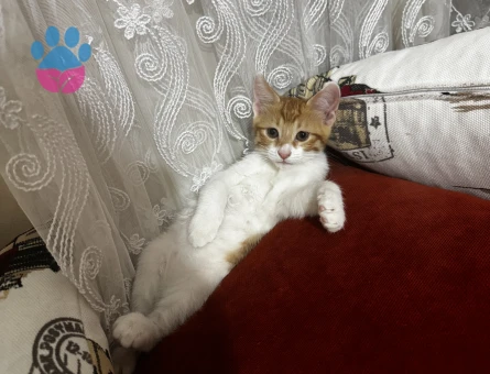 2.5 aylık minnoş bir bebek