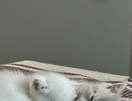 british shorthair disi ve erkek - 4723