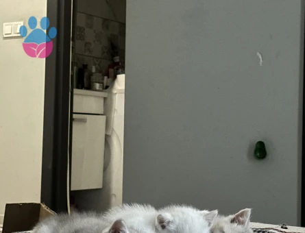 british shorthair disi ve erkek