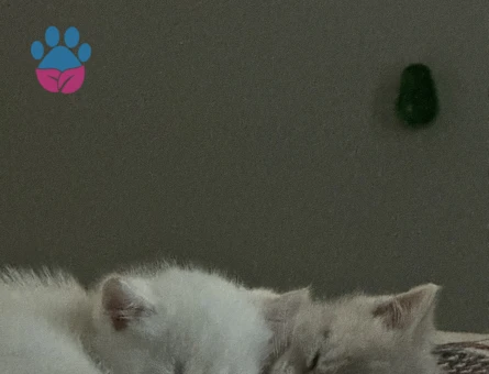 british shorthair disi ve erkek
