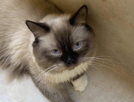 Ragdoll 1 Yaşında Kedi Yuva Arıyor - 4725