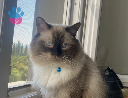 Ragdoll 1 Yaşında Kedi Yuva Arıyor