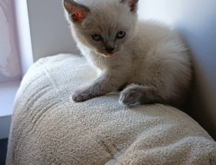 British short hair blue point 1 Yaşında - 4729