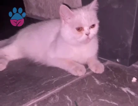 İran Kedisi Yuva Arıyor