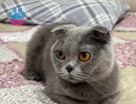 Scottish Fold Dişi Yetişkin