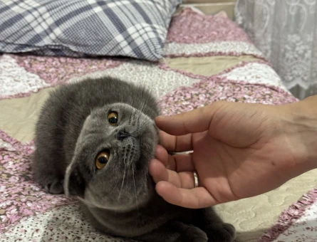Scottish Fold Dişi Yetişkin - 4733