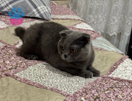 Scottish Fold Dişi Yetişkin