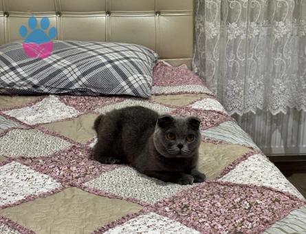 Scottish Fold Dişi Yetişkin
