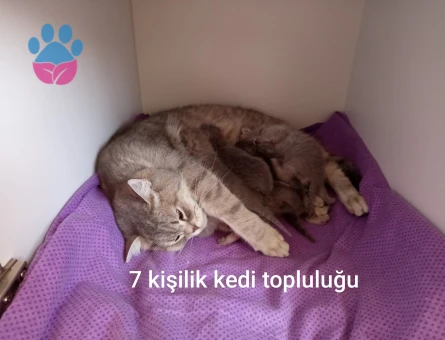 British longhair Yavrular Dİşi ve Erkek
