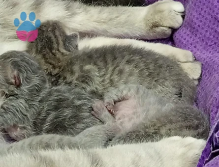 British longhair Yavrular Dİşi ve Erkek