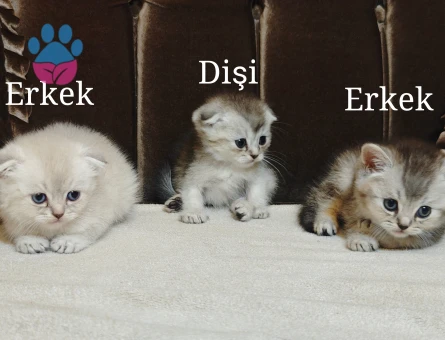3 yavrularımız yeni yuvalarını bekliyor - 5652