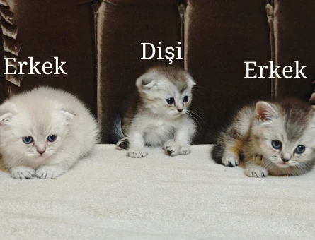 3 yavrularımız yeni yuvalarını bekliyor - 5652