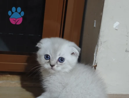 3 yavrularımız yeni yuvalarını bekliyor
