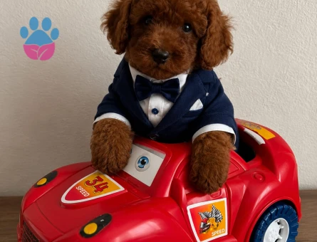 TOY POODLE SEVİMLİ YAVRULAR EV ÜRETİMİ